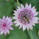 Astrantia maj. 'Pink Promise' GM P9