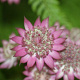 Astrantia maj. 'Roma' GM P9