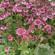 Astrantia maj. 'Roma' GM P9