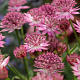 Astrantia maj. 'Roma' GM P9