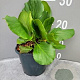 Bergenia cordifolia GM 2,0L