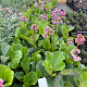 Bergenia cordifolia GM P9