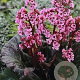 Bergenia 'Eden's Magic Giant' GM P9