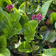 Bergenia 'Vinterglöd' GM P9
