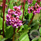 Bergenia 'Vinterglöd' GM P9