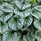 Brunnera macr. 'Emerald Mist' GM P9
