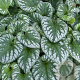 Brunnera macr. 'Emerald Mist' GM P9