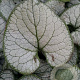Brunnera macr. 'Silver Heart' GM P9