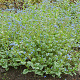 Brunnera macr. 'Silver Heart' GM P9