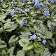 Brunnera macr. 'Silver Spear' GM P9
