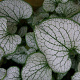 Brunnera macr. 'Silver Spear' GM P9