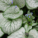 Brunnera macr. 'Silver Spear' GM P9