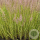 Calamagrostis acut. 'England' GM P9