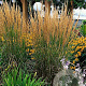 Calamagrostis acut. 'Karl Foerster' GM P9