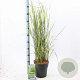 Calamagrostis acut. 'Overdam' 60-70 cm 6,5L