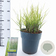 Calamagrostis acut. 'Overdam' 60-70 cm 6,5L