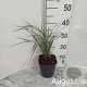 Calamagrostis acut. 'Overdam' GM 2,0L