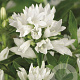 Campanula glom. 'Alba' GM P9