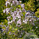 Campanula lact. 'Loddon Anna' GM P9