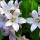 Campanula lact. 'Loddon Anna' GM P9