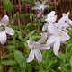 Campanula lact. 'Loddon Anna' GM P9