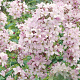 Campanula lact. 'Loddon Anna' GM P9