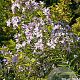 Campanula lact. 'Loddon Anna' GM P9