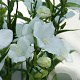 Campanula pers. 'Alba' GM P9