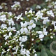 Cardamine trifolia GM P9