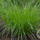 Carex appalachica GM P9