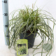 Carex Feather Falls 25-30 cm 3,0L