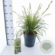 Carex Feather Falls 30-40 cm 6,5L