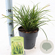 Carex morrowii 20-25 cm 2,0L