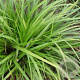 Carex morrowii 'Mosten' GM P9