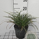 Carex morrowii 'Variegata' GM 2,0L