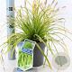 Carex oshim. 'Everillo' 20-25 cm 2,0L