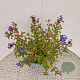 Ceratostigma willm. Forest Blue 35-40 cm 2,5L