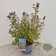 Ceratostigma willm. Forest Blue 35-40 cm 2,5L