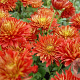 Chrysanthemum (I) 'Brennpunkt' GM P9