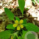 Chrysogonum v. 'Pierre' GM P9
