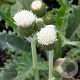 Cirsium rivulare Frosted Magic GM P9