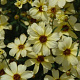 Coreopsis 'Buttermilk' GM P9