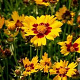 Coreopsis gr. Sunkiss GM P9