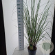 Cortaderia selloana 60-80 cm 12L