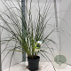 Cortaderia s. 'Citaro' 50-60 cm 6,5L