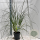 Cortaderia s. 'Evita' 50-60 cm 6,5L