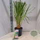 Cortaderia s. 'Pink Feather' 50-60 cm 6,5L