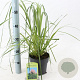 Cortaderia s. 'Pink Feather' 60-80 cm 2,0L