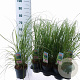Cortaderia s. 'Pink Feather' 60-80 cm 2,0L