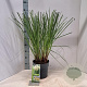 Cortaderia s. 'Pumila' 50-60 cm 6,5L